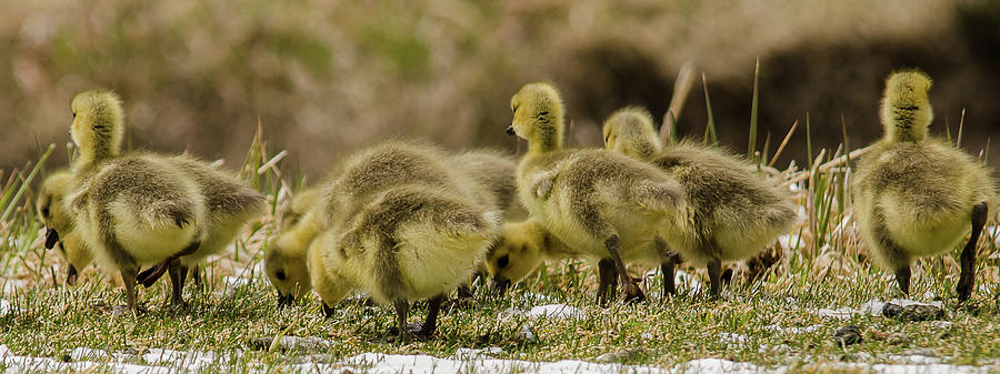 Idaho Goslings In Spring Photograph by Yeates Photography