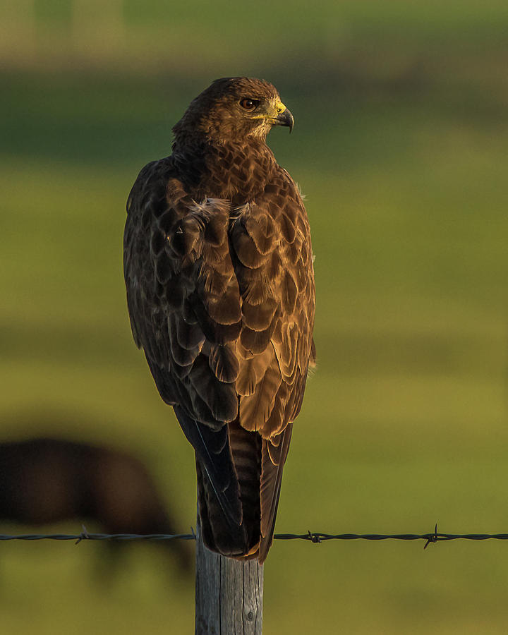 Idaho Hawk Watching Sunset Photograph by Yeates Photography