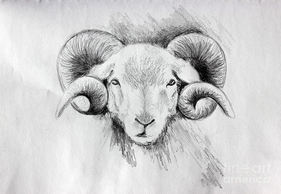 Alchemy Mysterious Sheep Head Hand Faith, Sheep Drawing, Head Drawing,  Faith Drawing PNG Transparent Clipart Image and PSD File for Free Download