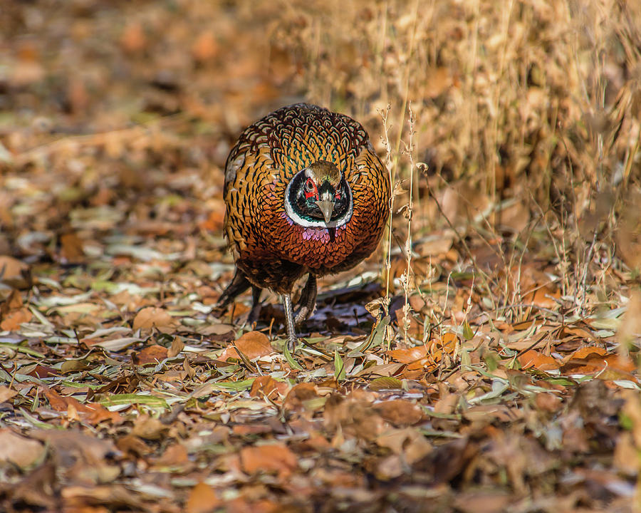 Idaho Ring-Neck Pheasant Photograph by Yeates Photography