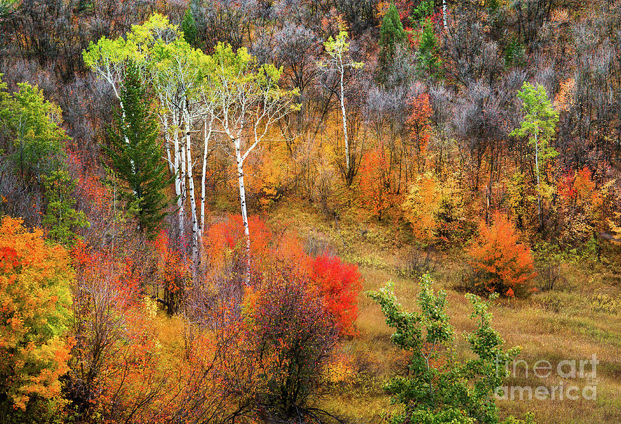 Idahos Swan Valley Autumn Photograph by Leslie Wells