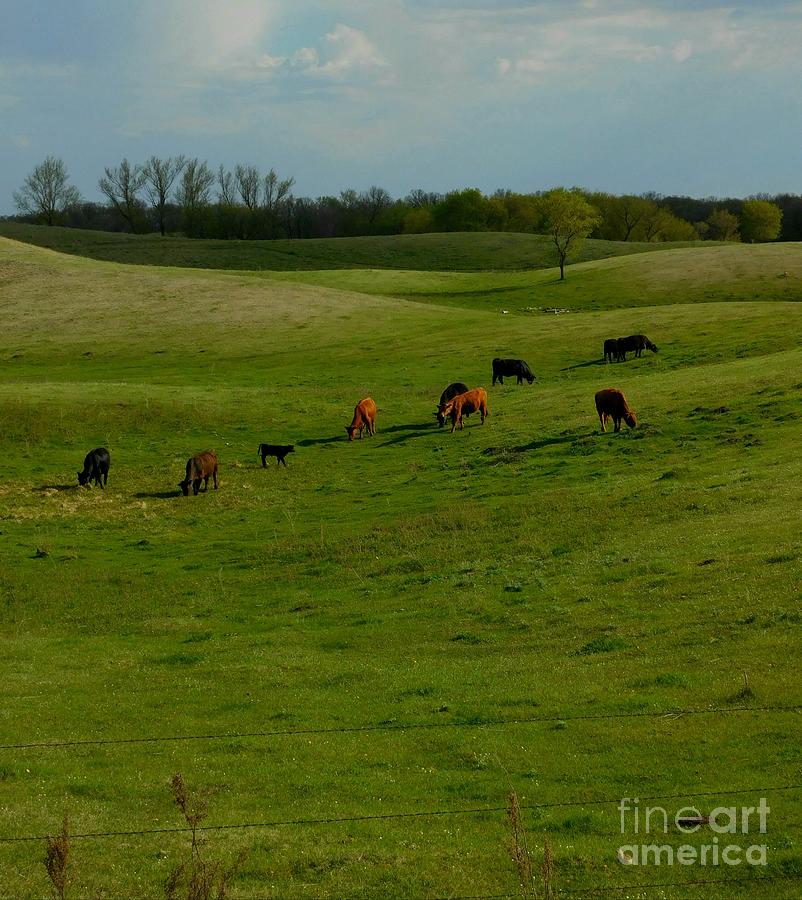 Cow Photograph - Idyllic Cows in the Hills by Curtis Tilleraas