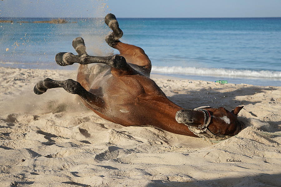 if-i-cant-roll-in-the-hay-i-will-roll-in-the-sand-katarina-kovacs.jpg