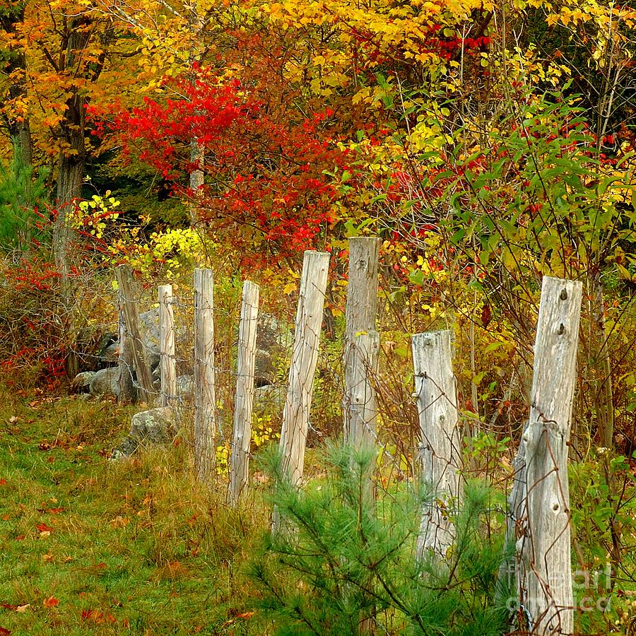 If I Could Paint No 1 - New England Fall fence Photograph by Jon Holiday