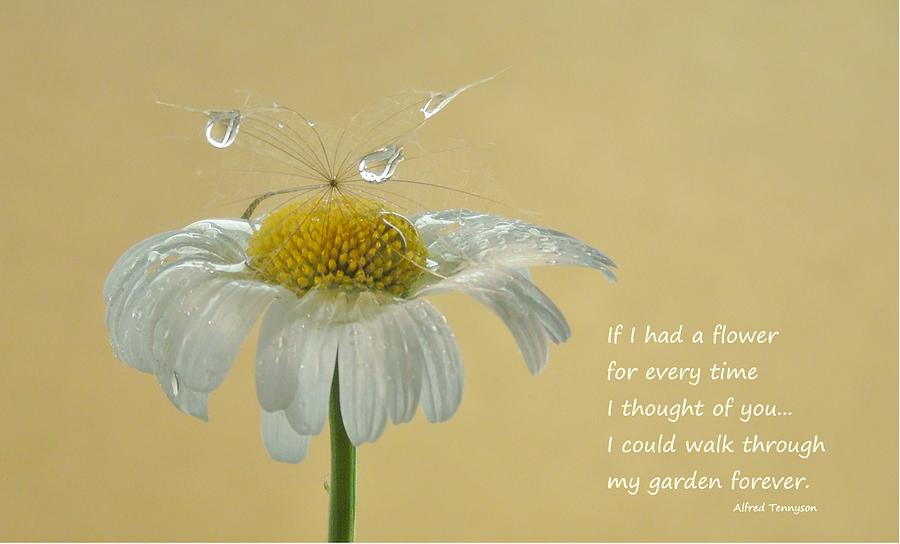If I had a flower quote Photograph by Barbara St Jean