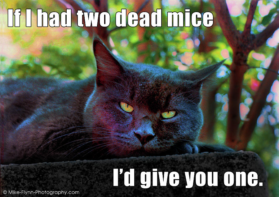 If I Had Two Dead Mice Photograph by Mike Flynn