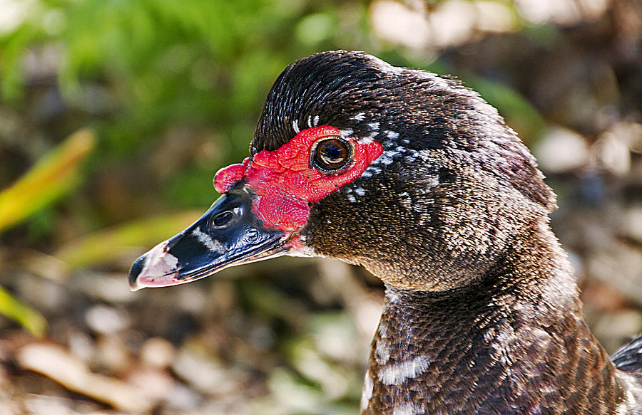 If It Quacks Like a Duck Photograph by Bob Slitzan