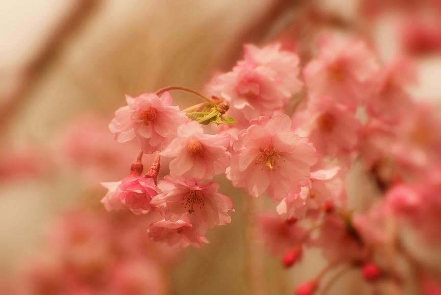 Cherry Blossom Trees Photograph - If Only For A Moment by Angie Tirado Cherry Blossom Trees Photograph - If Only For A Moment by Angie Tirado