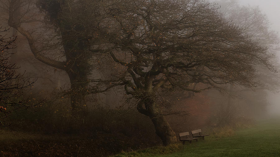 Fall Photograph - If The Tree Could Talk by Leif Londal