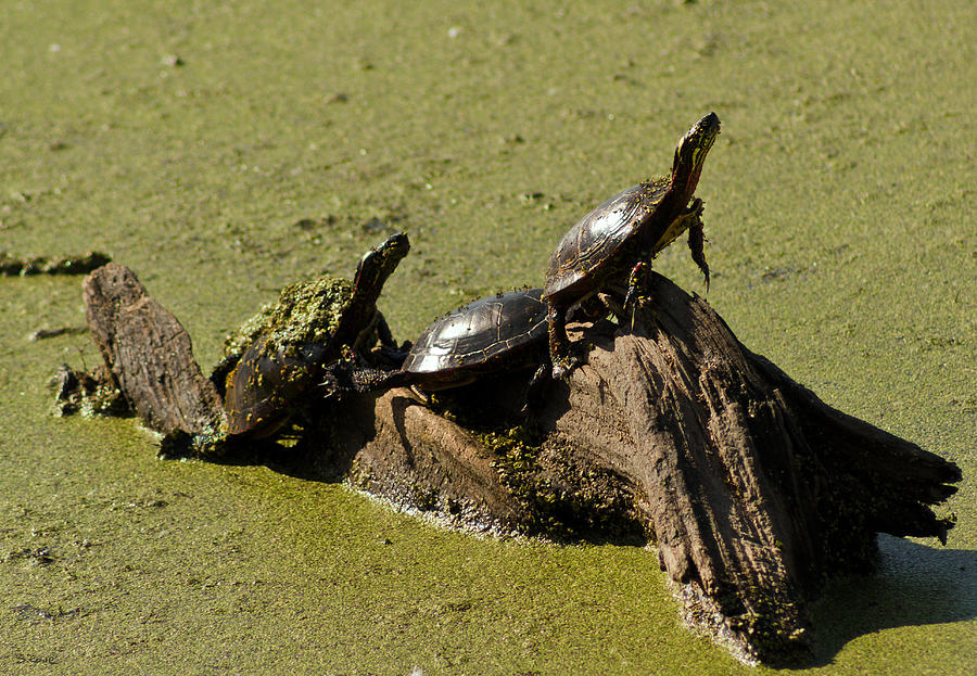 If Turtles Could Fly Photograph by Shawna Rowe
