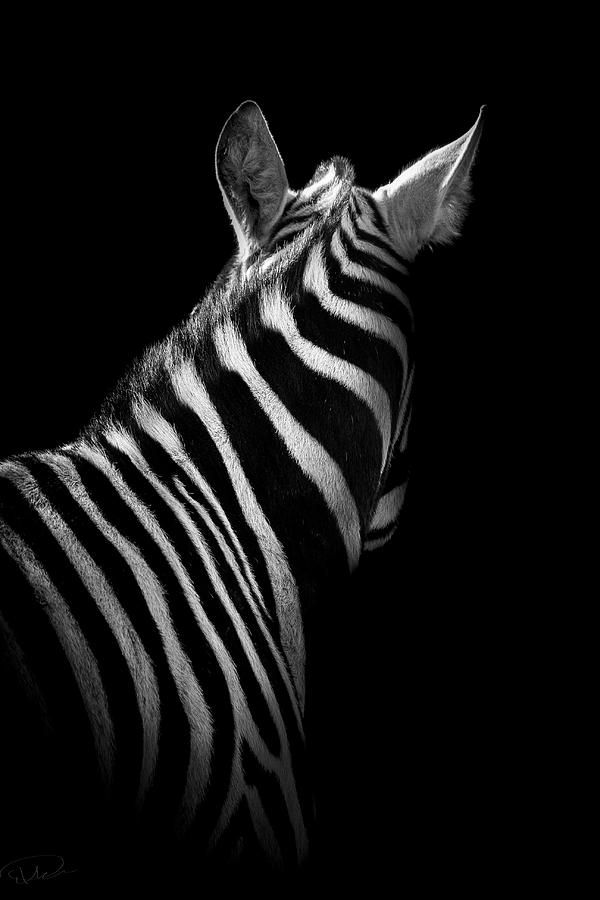 Wildlife Photograph - Ignorance by Paul Neville