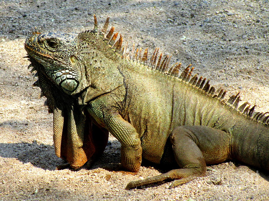 Iguana 1 Photograph By Randall Weidner - Fine Art America