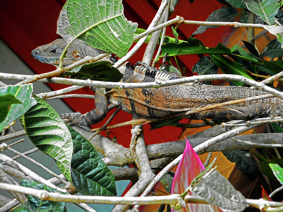 Iguana 2 Photograph by Ron Kandt