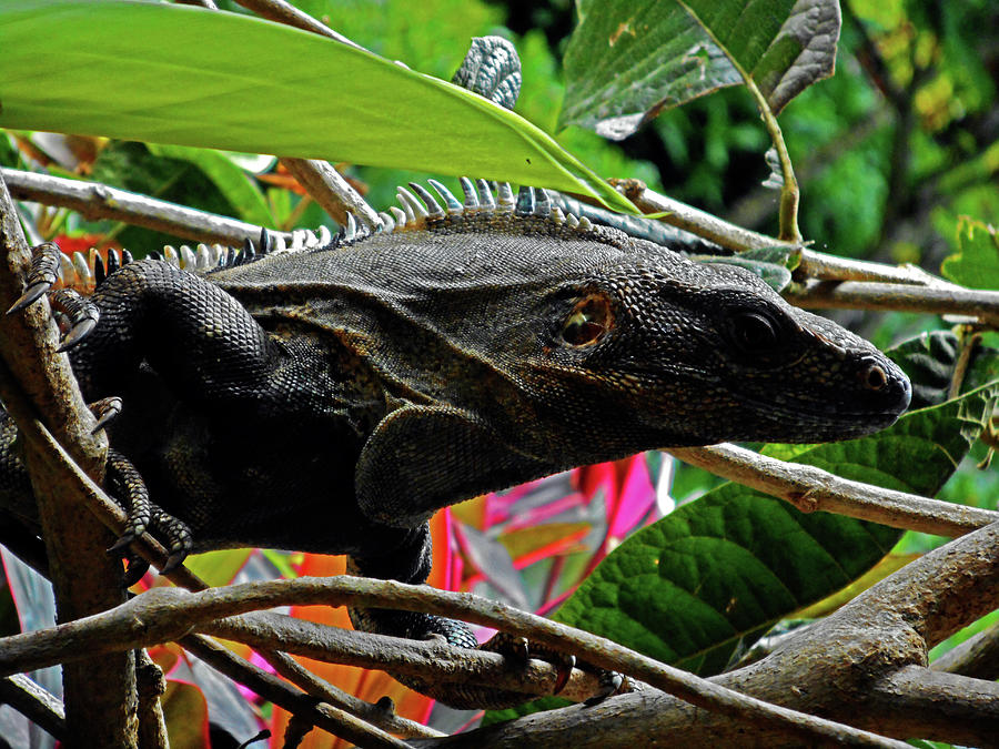 Iguana 4 Photograph by Ron Kandt