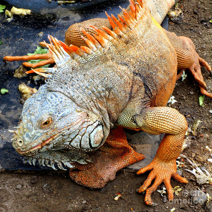 Iguana 9 Photograph by Randall Weidner - Fine Art America