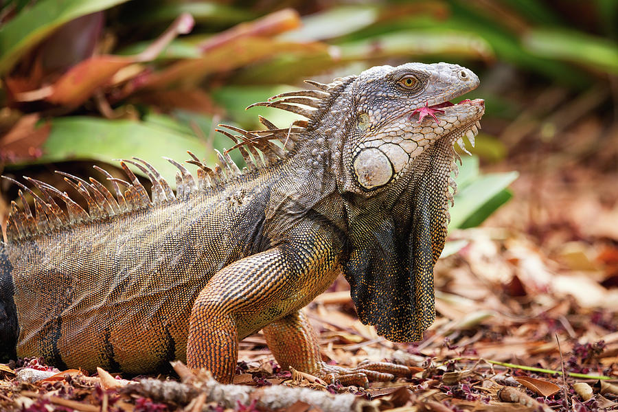 Iguana Photograph by Alex Mironyuk - Fine Art America