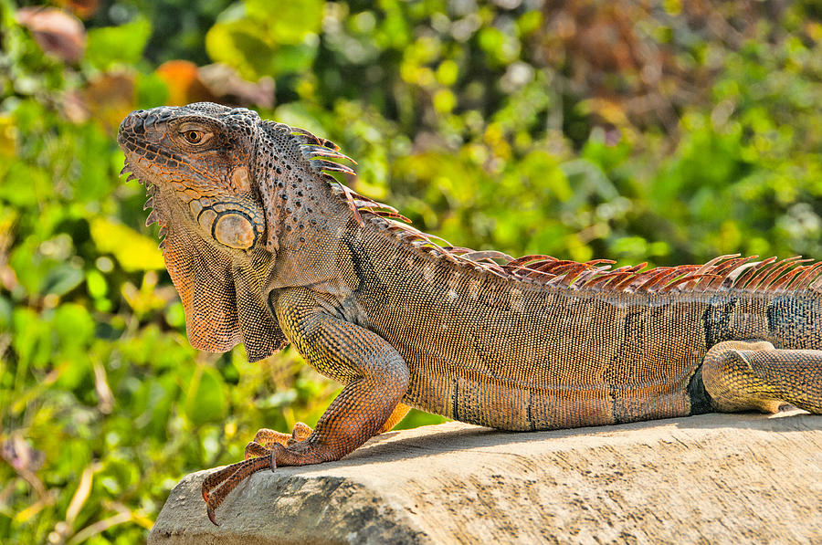 Iguana at Bahia Honda State Park - Big Pine Key, Florida Photograph by  Timothy Wildey - Fine Art America