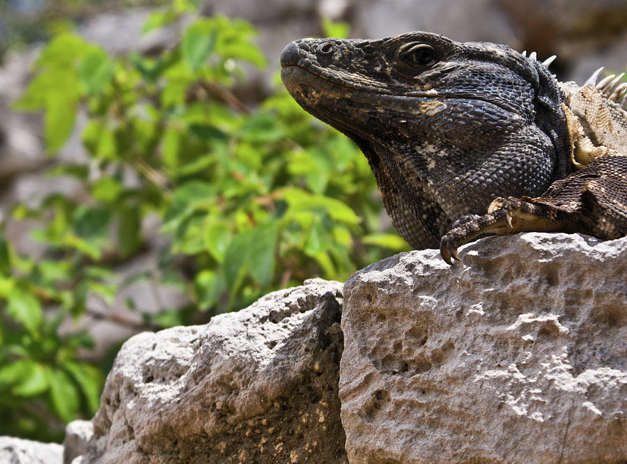 Reptile Photograph - Iguana at Talum Ruins Mexico 2 by Douglas Barnett