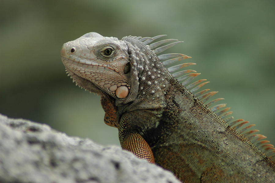 Iguana Bay Photograph by Lori Mellen-Pagliaro