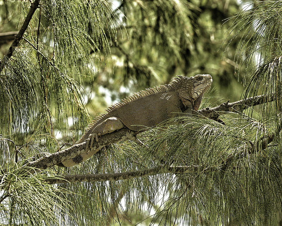 Tree Photograph - Iguana Black Gold by Bill Swartwout