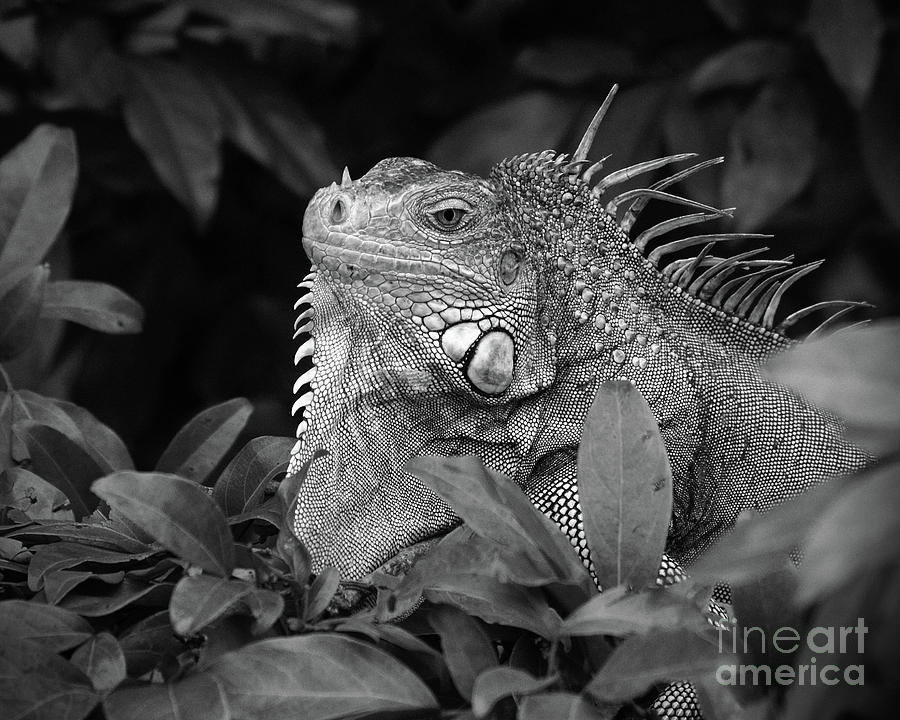 Iguana Bw 1 Photograph by Rudi Prott