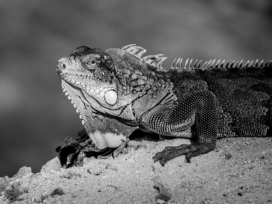 Iguana BW Photograph by Jean Noren
