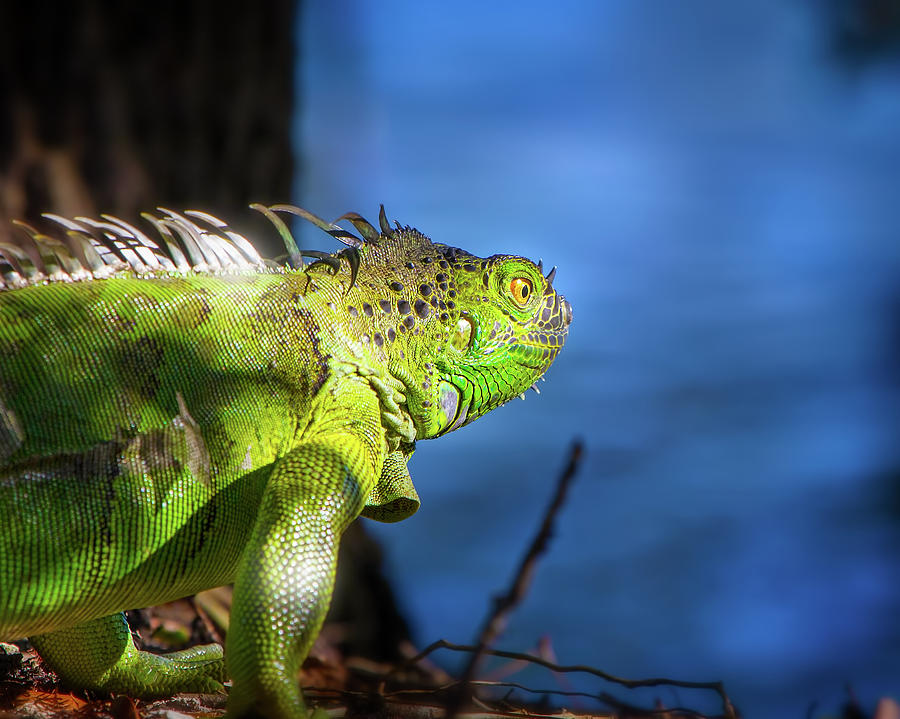Iguana by the Water Photograph by Mark Andrew Thomas