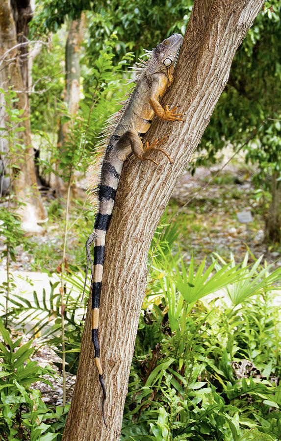 Iguana Climbing Tree Photograph by Bob Slitzan