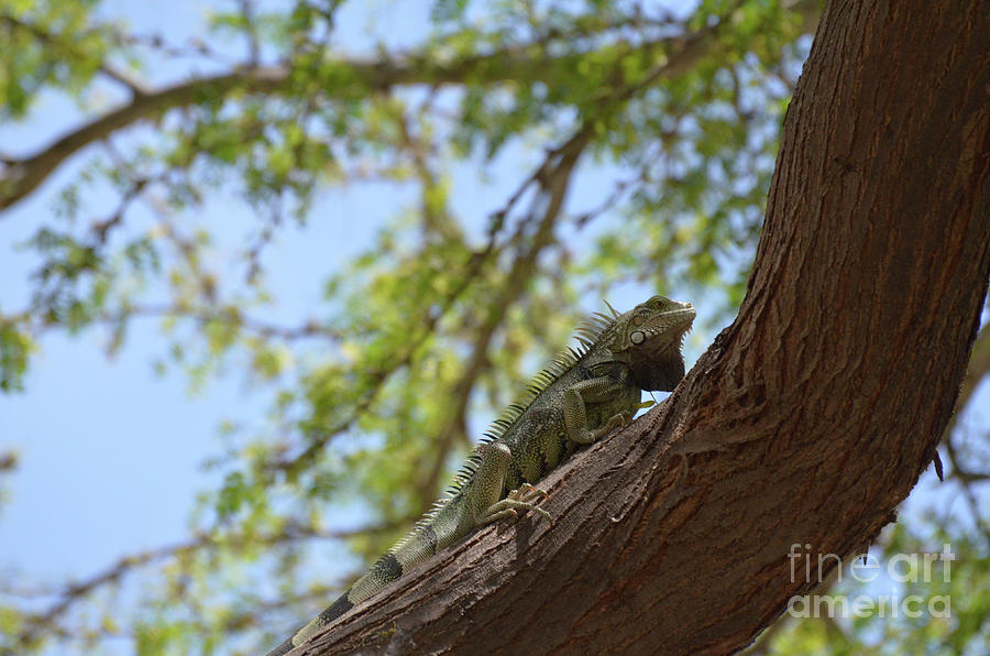 Iguana Climbing Up a Tree Trunk Photograph by DejaVu Designs