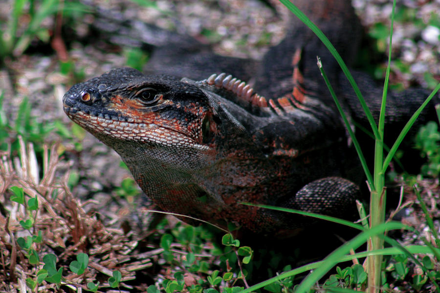 Iguana Close Up Photograph by Robert Wilder Jr