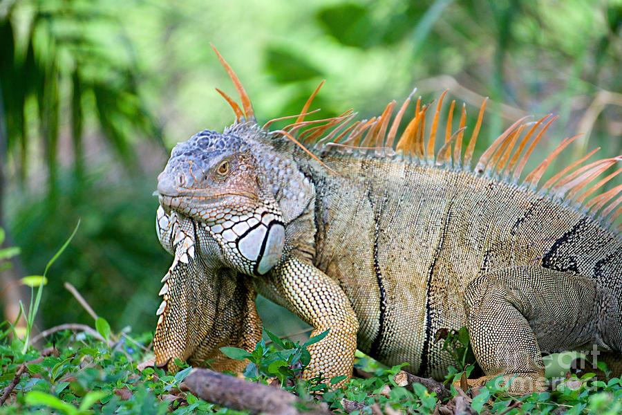 Iguana Closeup Photograph by Judy Kay