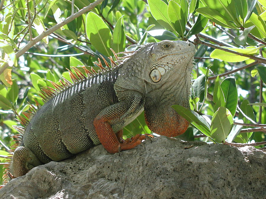 bwana iguana
