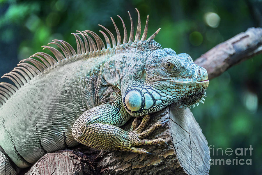 Dragon Photograph - Iguana by Delphimages Photo Creations
