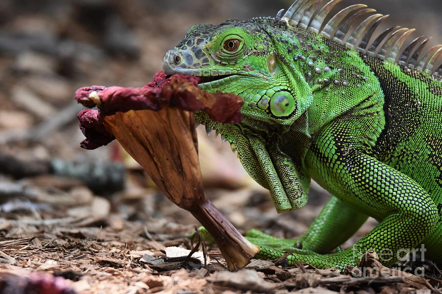 Iguana Eating A Flower Photograph by Julie Adair