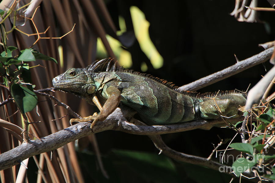 Iguana Photograph by Edward R Wisell