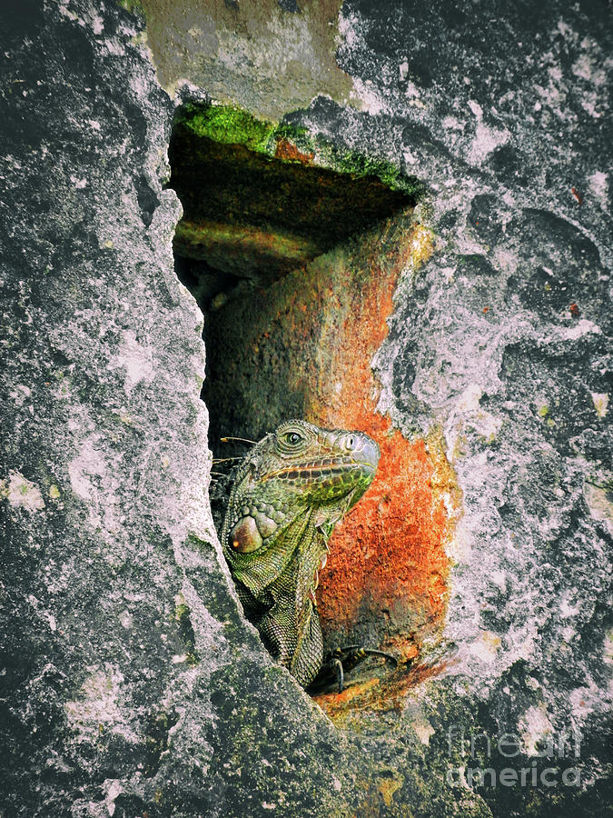 Iguana Guard Photograph by Kasia Bitner