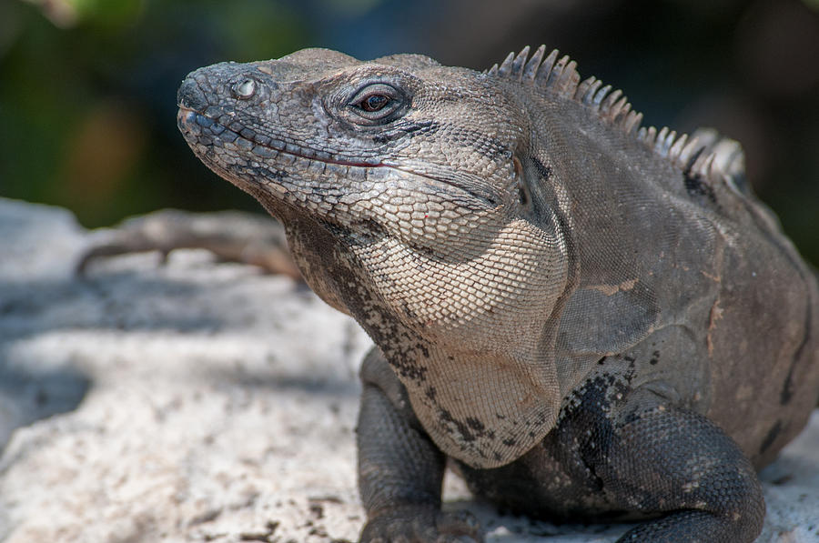 Iguana in Cancun Hotel Zone  Photograph by Carol Ailles