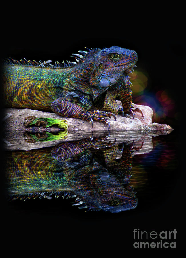 Iguana In Montanita, Ecuador III Photograph by Al Bourassa