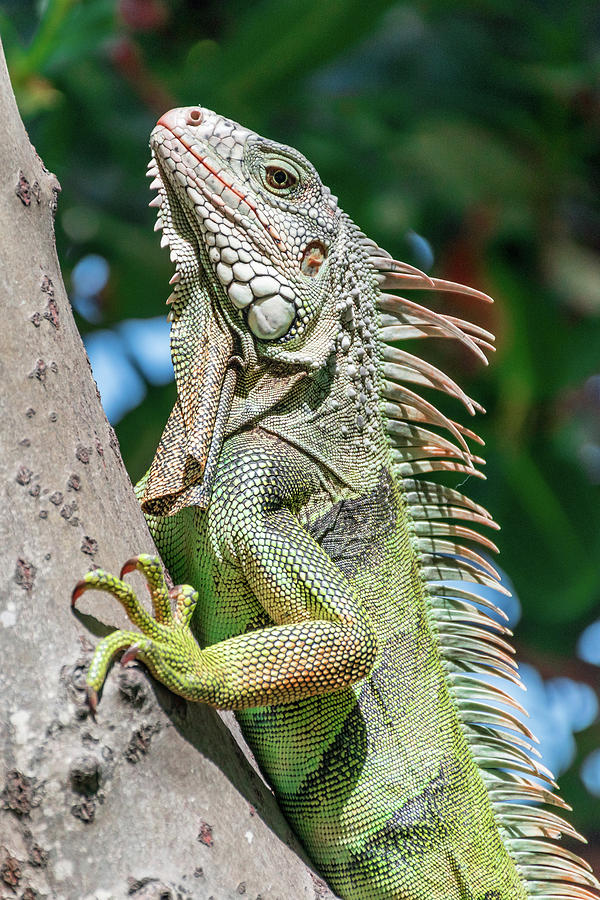 Iguana In Puerto Rico Photograph by Ivan Santiago - Pixels