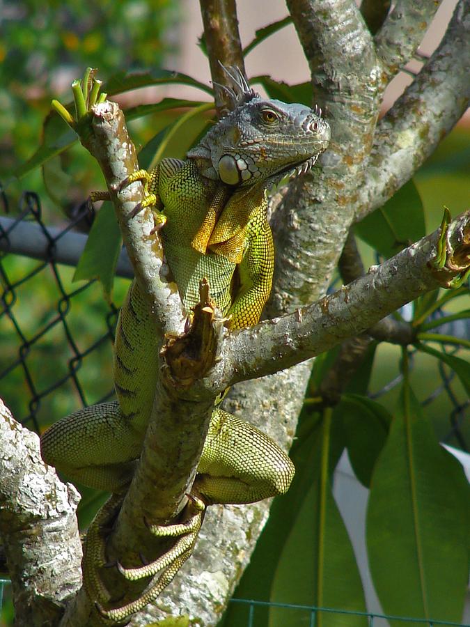 Iguana In Tree Photograph by Carl Moore