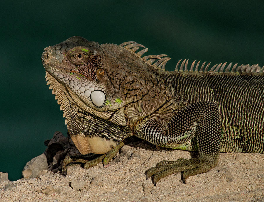 Iguana Photograph by Jean Noren