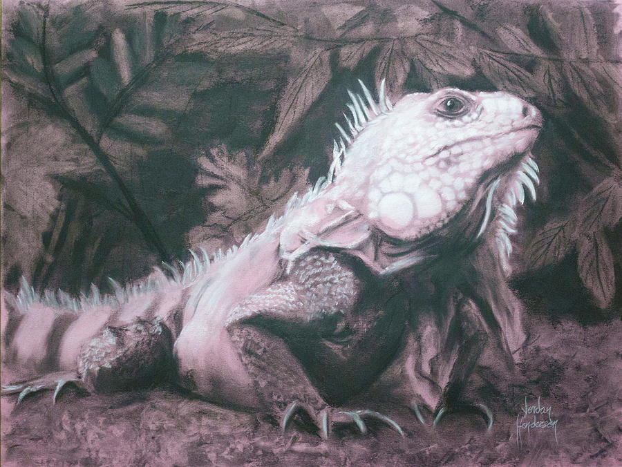 Iguana Drawing by Jordan Henderson