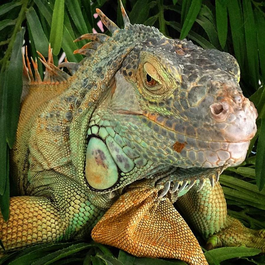 Reptile Photograph - Iguana, #juansilvaphotos #jmsilva59 by Juan Silva