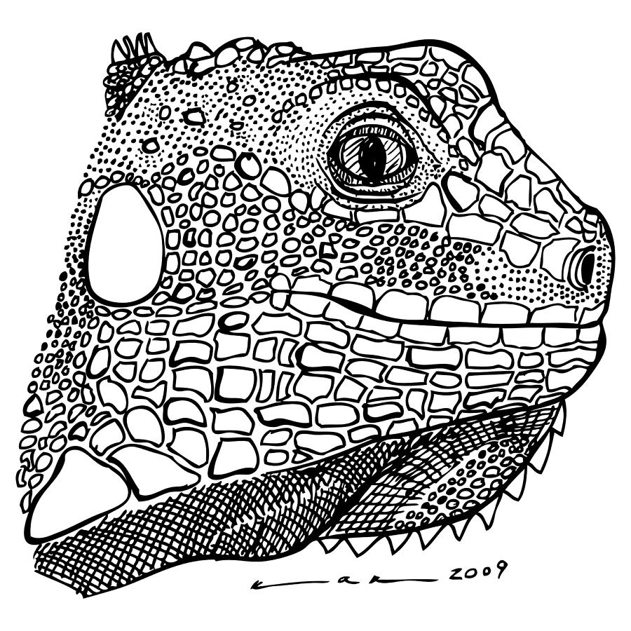 Nature Drawing - Iguana by Karl Addison