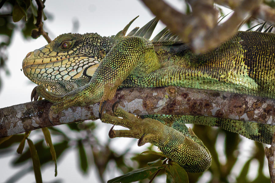 Iguana La Macarena Colombia Photograph by Adam Rainoff