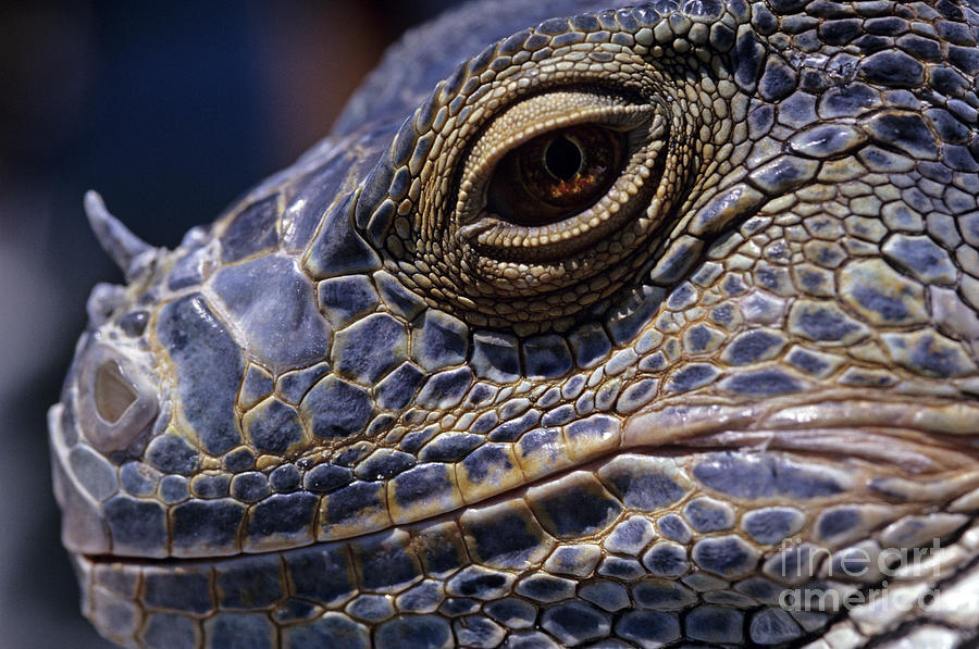 Iguana Lizard Photograph by Jim Corwin