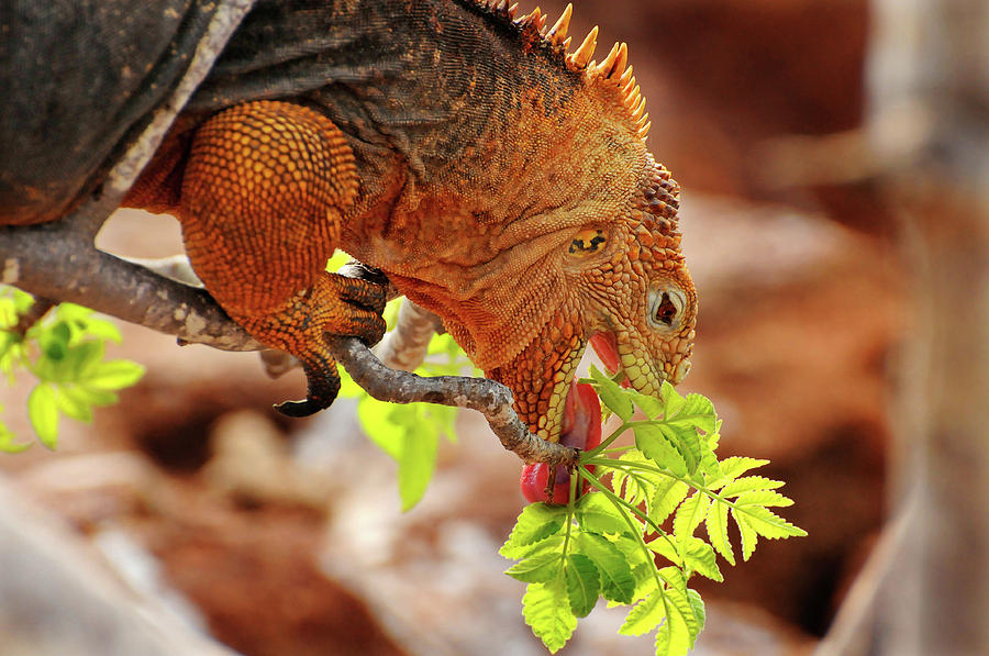 Iguana Lunch Photograph by Ted Keller