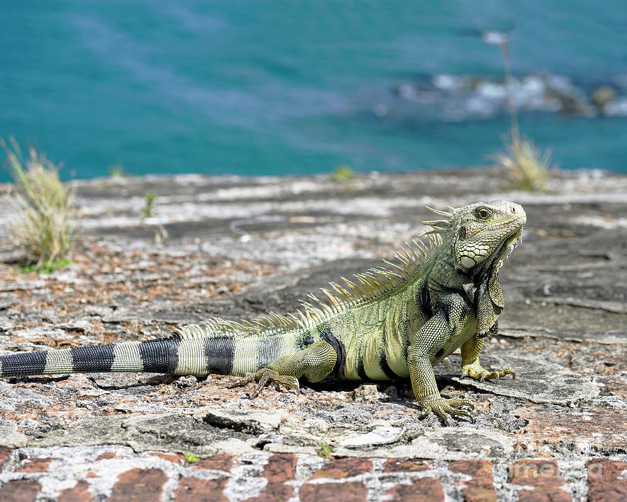 Iguana Of Puerto Rico Photograph
