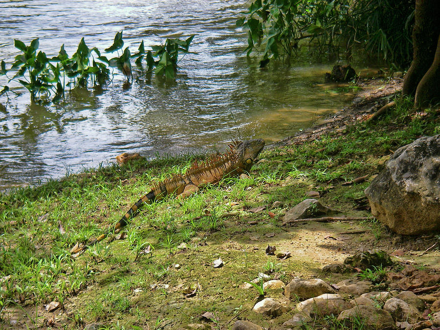 Iguana on a river in Belize Photograph by Waterdancer