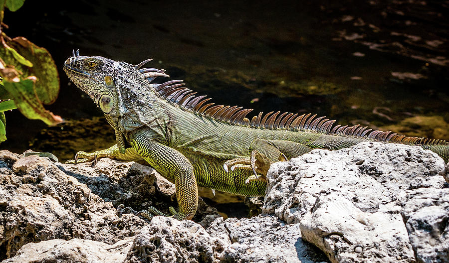 Iguana on the Hunt Photograph by Gregory Gendusa - Fine Art America